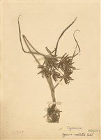 藏品(覆瓦狀莎草)的圖片
